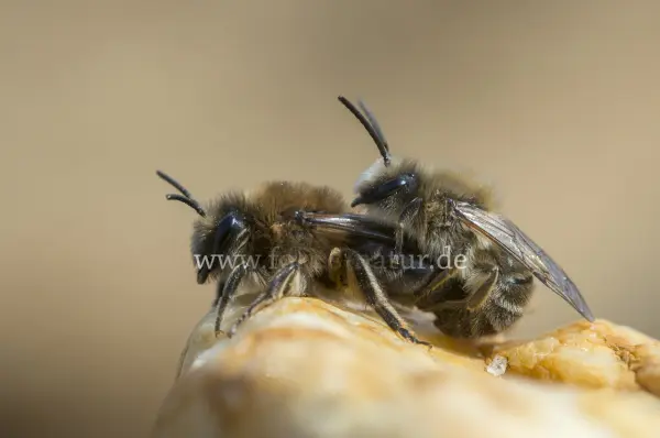 Fokus-Natur Bild