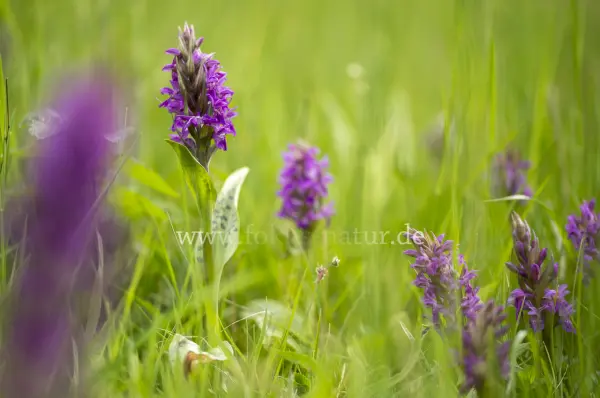 Fokus-Natur Bild