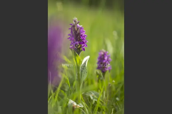 Fokus-Natur Bild