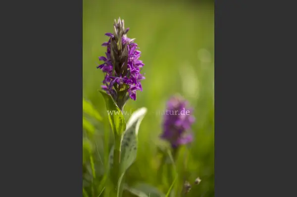 Fokus-Natur Bild