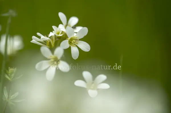Fokus-Natur Bild