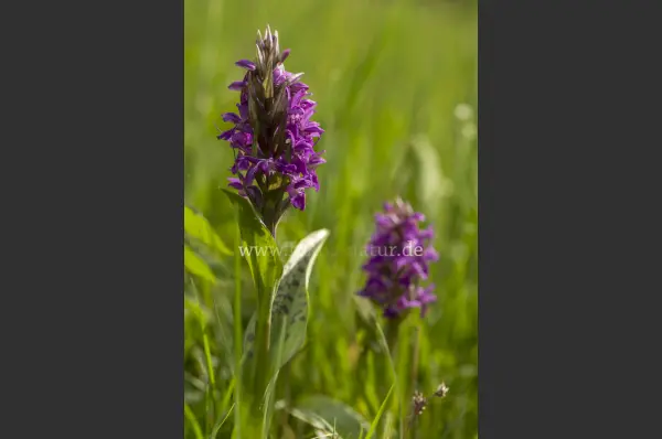 Fokus-Natur Bild