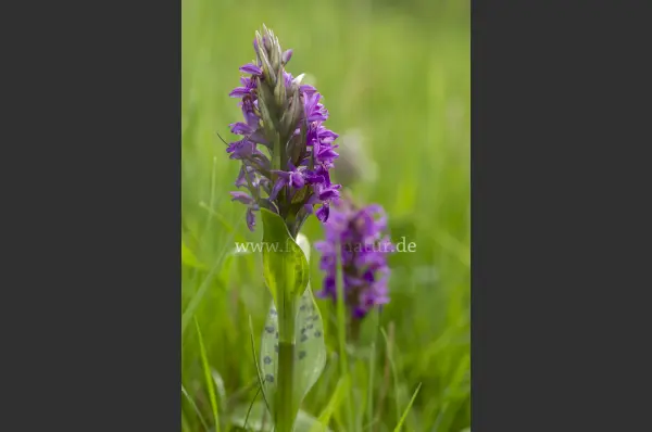 Fokus-Natur Bild