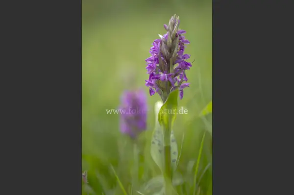Fokus-Natur Bild