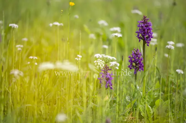 Fokus-Natur Bild