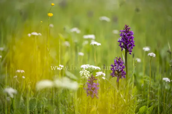 Fokus-Natur Bild