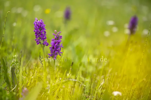 Fokus-Natur Bild