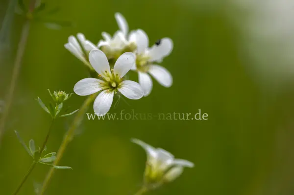 Fokus-Natur Bild