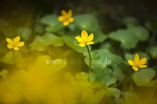 Fokus-Natur Bild