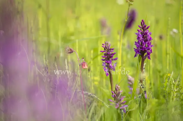 Fokus-Natur Bild