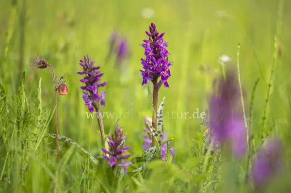 Fokus-Natur Bild