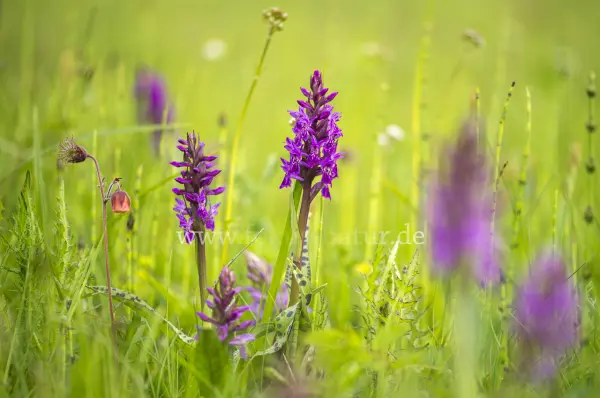 Fokus-Natur Bild