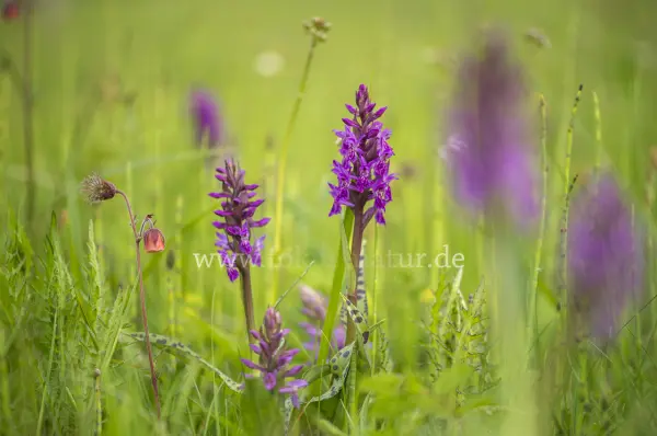 Fokus-Natur Bild