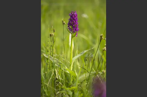 Fokus-Natur Bild
