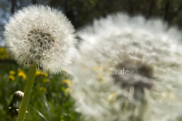 Fokus-Natur Bild