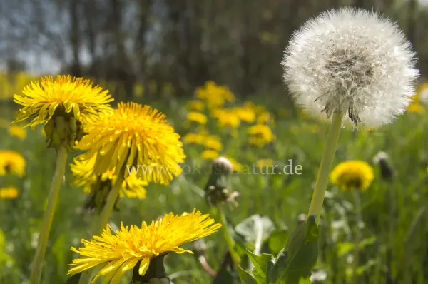 Fokus-Natur Bild