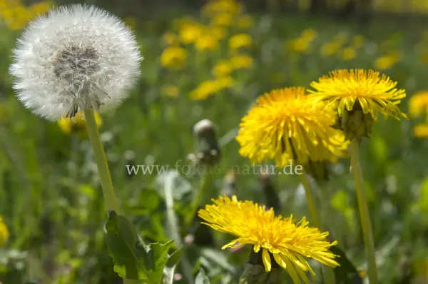 Fokus-Natur Bild