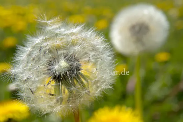 Fokus-Natur Bild