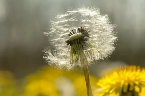 Fokus-Natur Bild