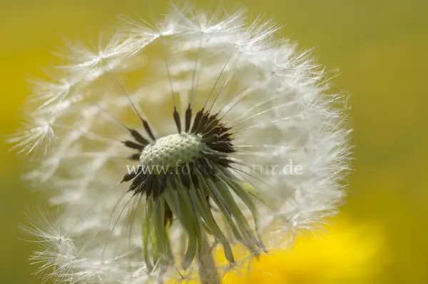 Fokus-Natur Bild