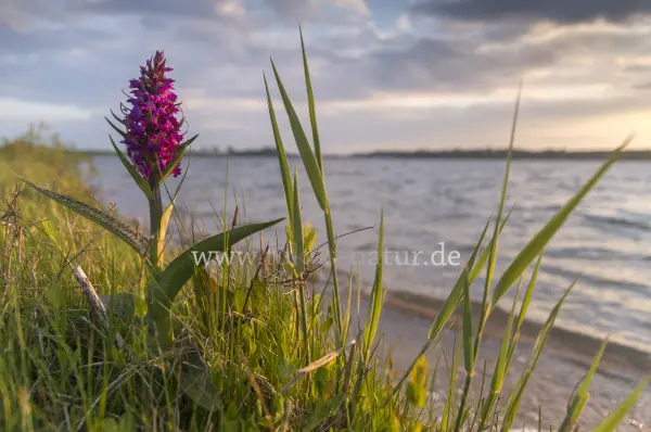 Fokus-Natur Bild