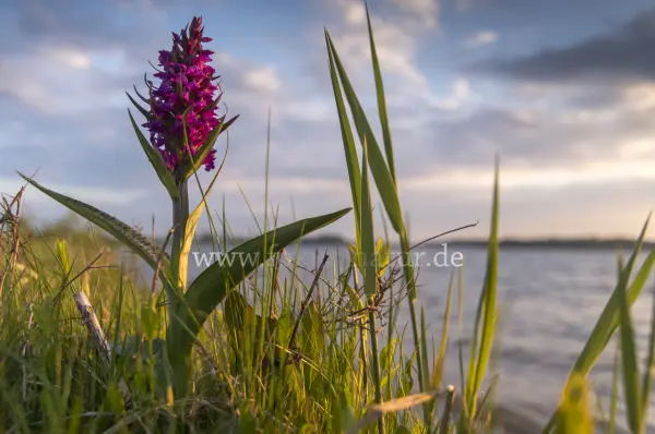 Fokus-Natur Bild