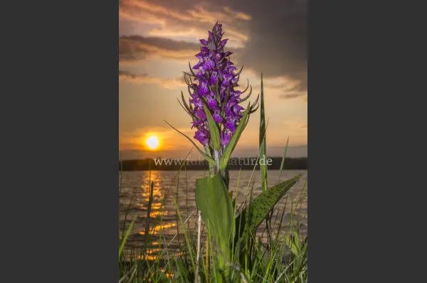 Fokus-Natur Bild