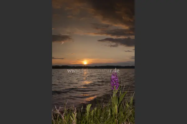 Fokus-Natur Bild