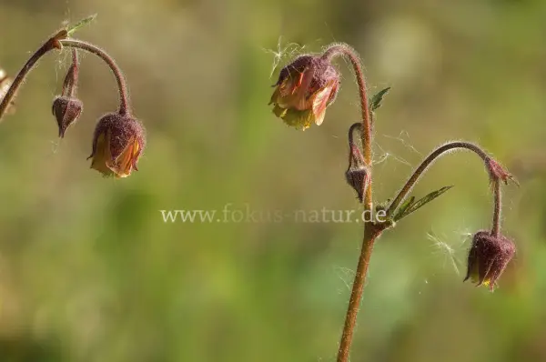 Fokus-Natur Bild