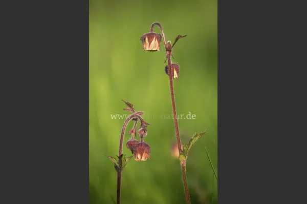 Fokus-Natur Bild