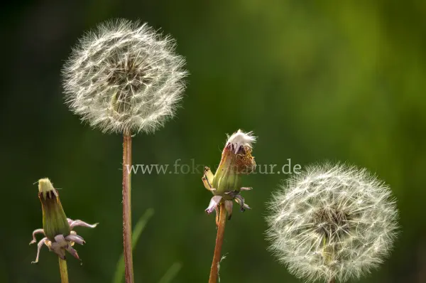 Fokus-Natur Bild
