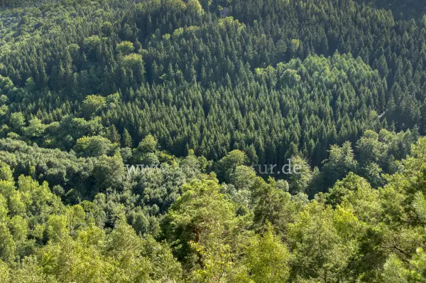 Fokus-Natur Bild