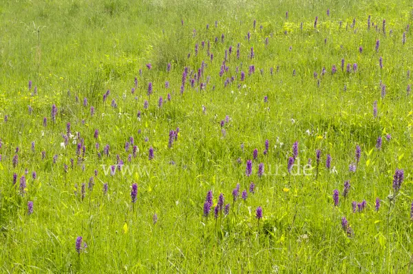Fokus-Natur Bild