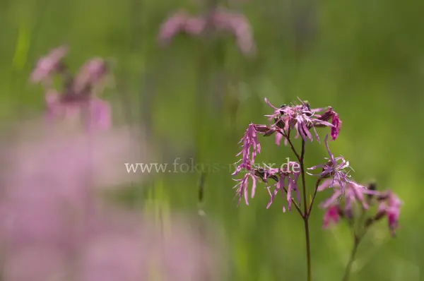 Fokus-Natur Bild