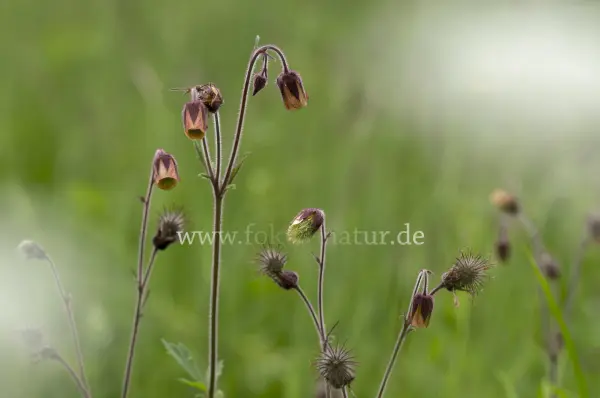 Fokus-Natur Bild