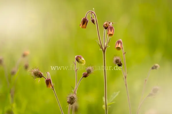 Fokus-Natur Bild