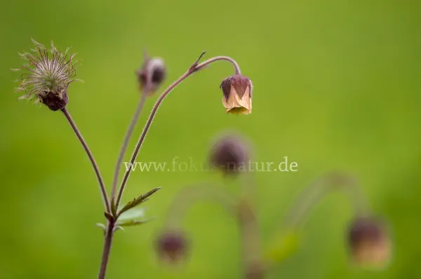 Fokus-Natur Bild