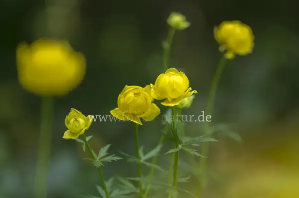 Fokus-Natur Bild