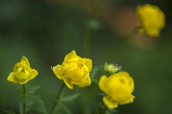 Fokus-Natur Bild