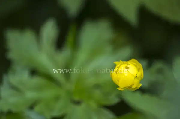 Fokus-Natur Bild