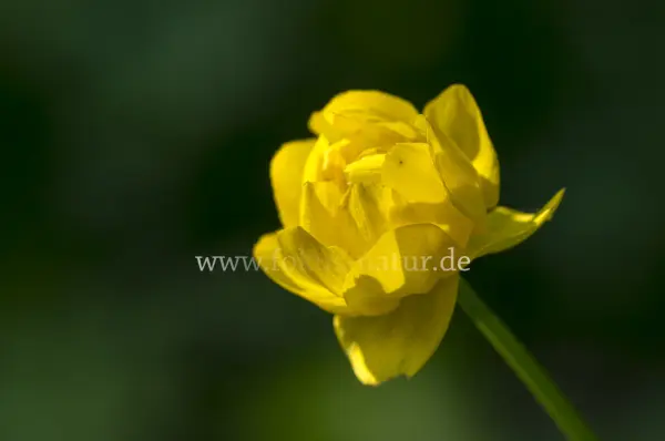 Fokus-Natur Bild