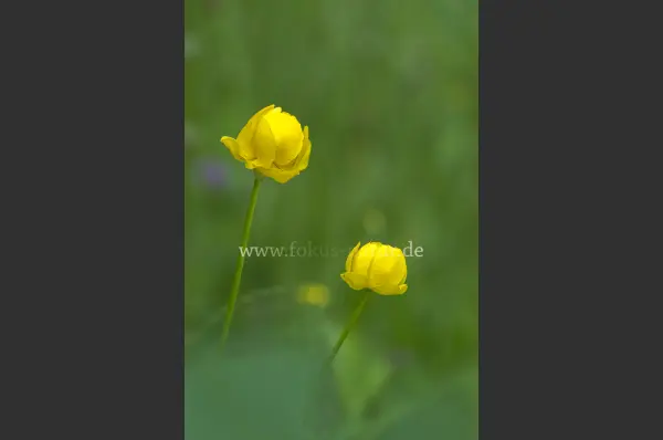 Fokus-Natur Bild