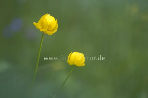 Fokus-Natur Bild
