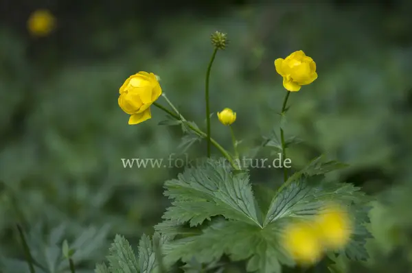 Fokus-Natur Bild