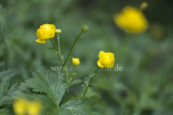 Fokus-Natur Bild