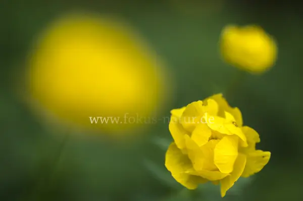 Fokus-Natur Bild
