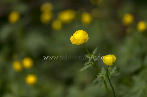 Fokus-Natur Bild