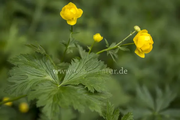 Fokus-Natur Bild