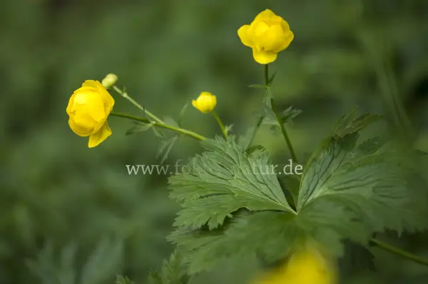 Fokus-Natur Bild