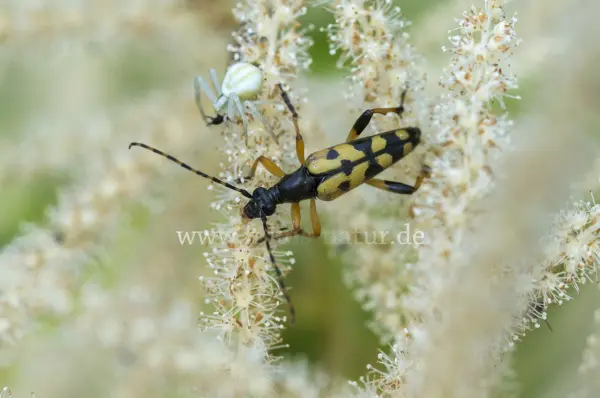 Fokus-Natur Bild